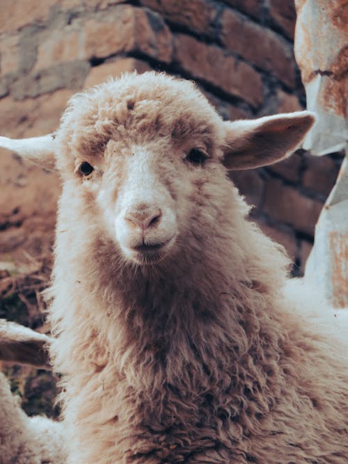 Fotos de stock gratuitas de animal, de cerca, ganado