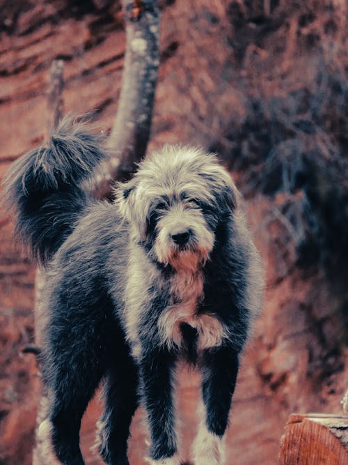 Fotos de stock gratuitas de animal, árbol, bañador