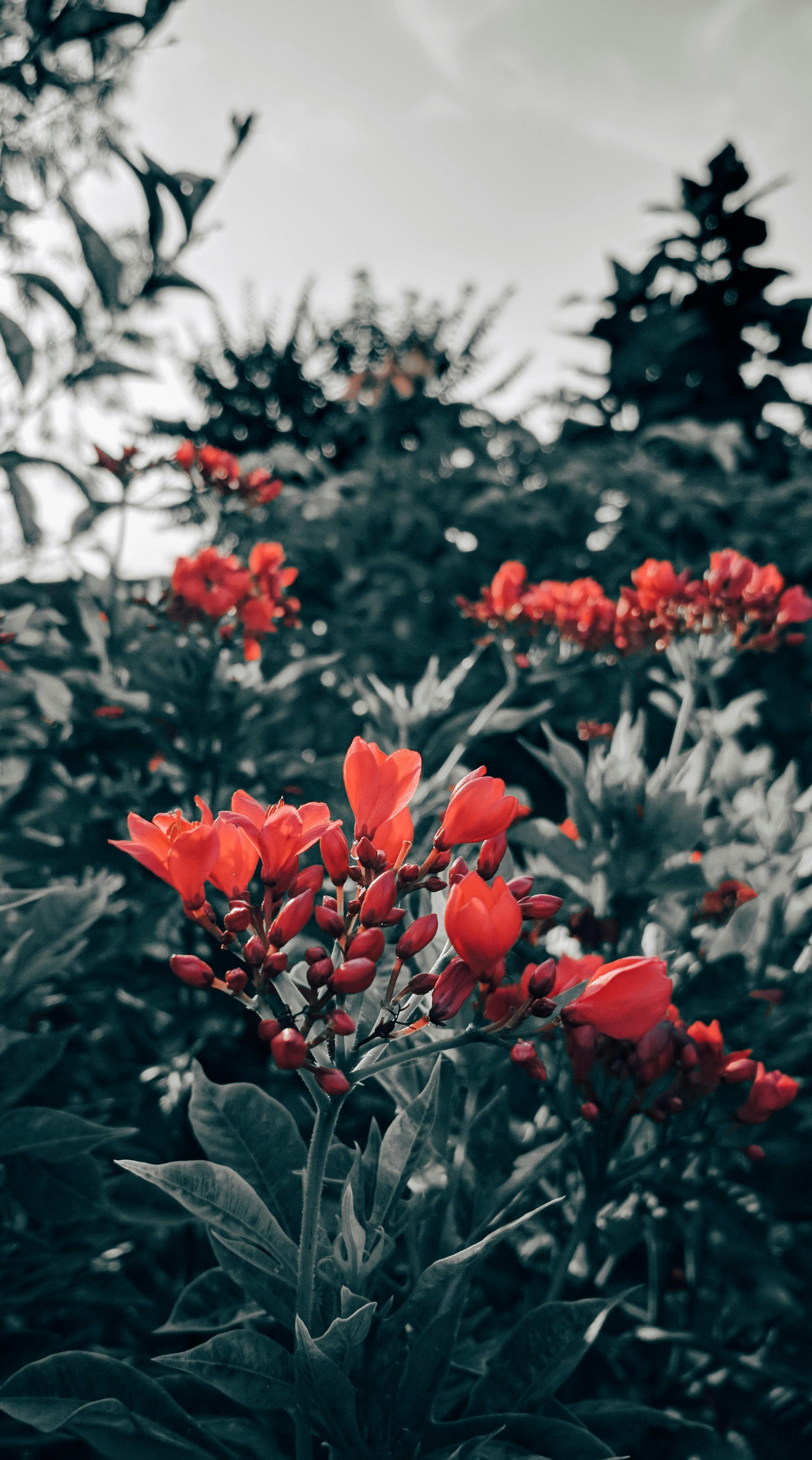 ぼやけて背景 美しい花 色落ちの無料の写真素材 ぼやけて背景 美しい花 色落ちの無料の写真素材