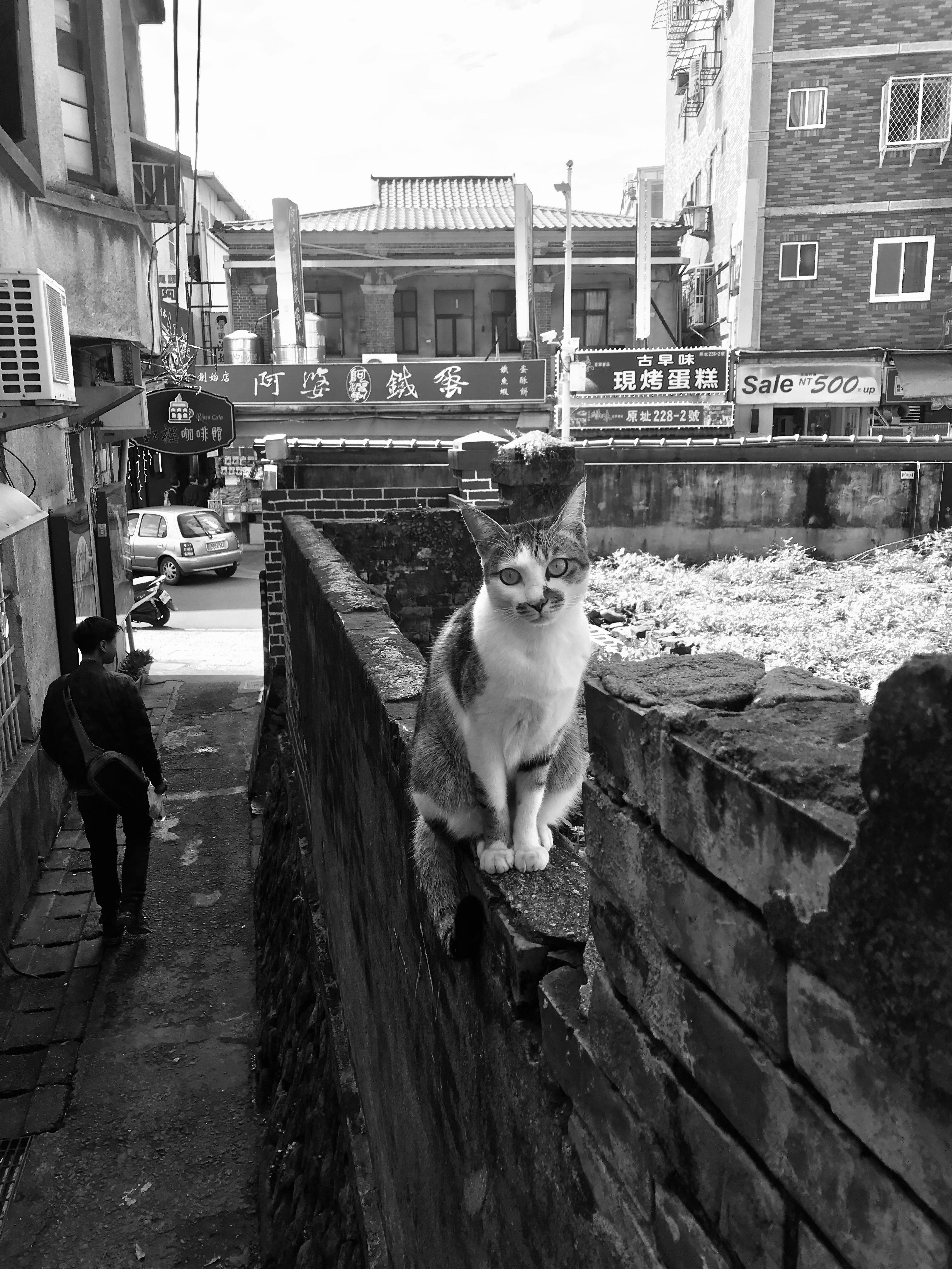 Black and White Photo of a Cat Sitting on the Wall in the City · Free ...