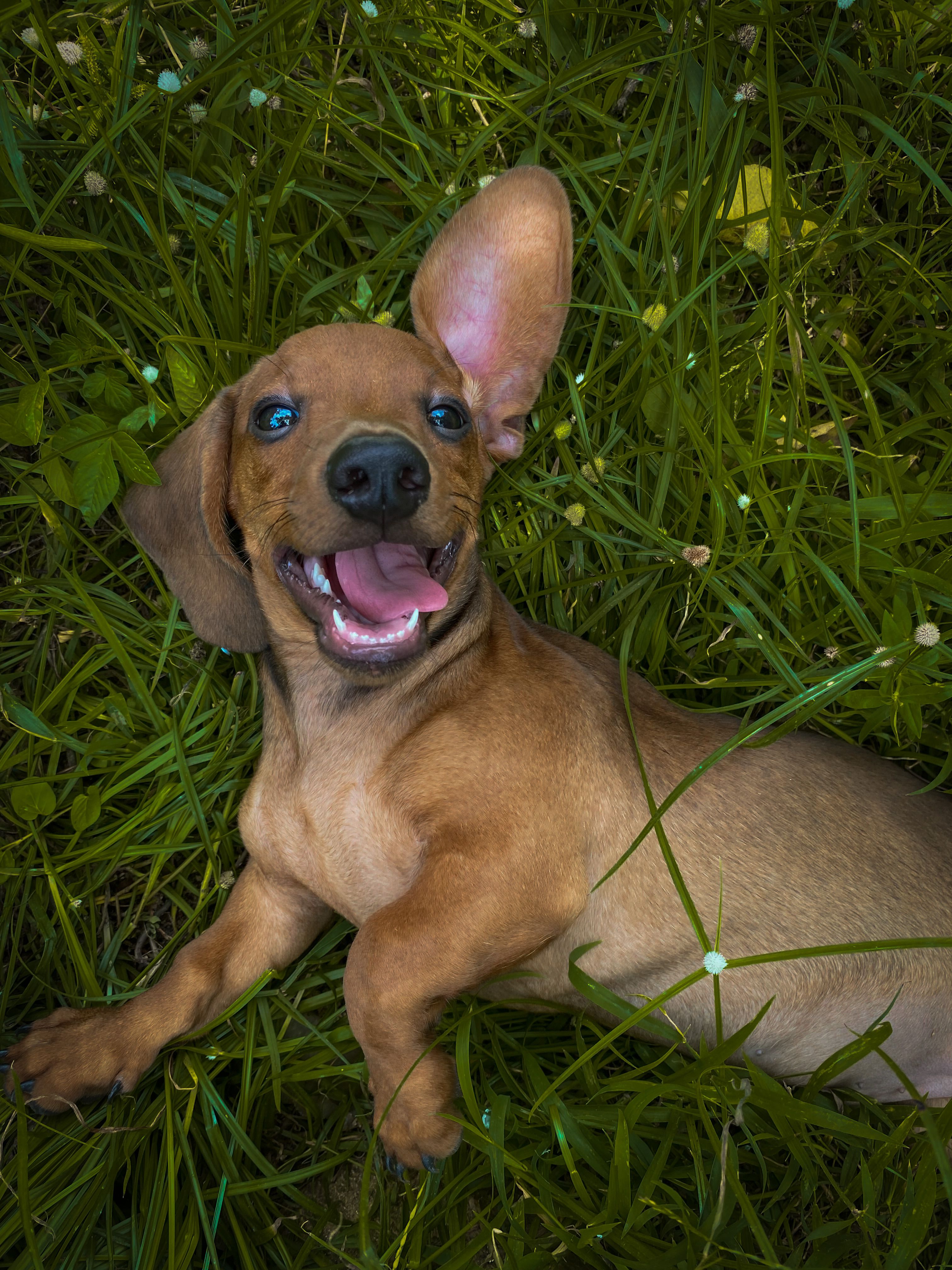 Playful Dachshund puppy with an alert, curious expression