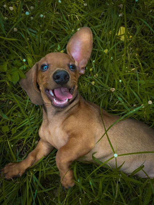 Free Adorable Dachshund puppy with floppy ears lying on grass, looking playful and happy. Stock Photo