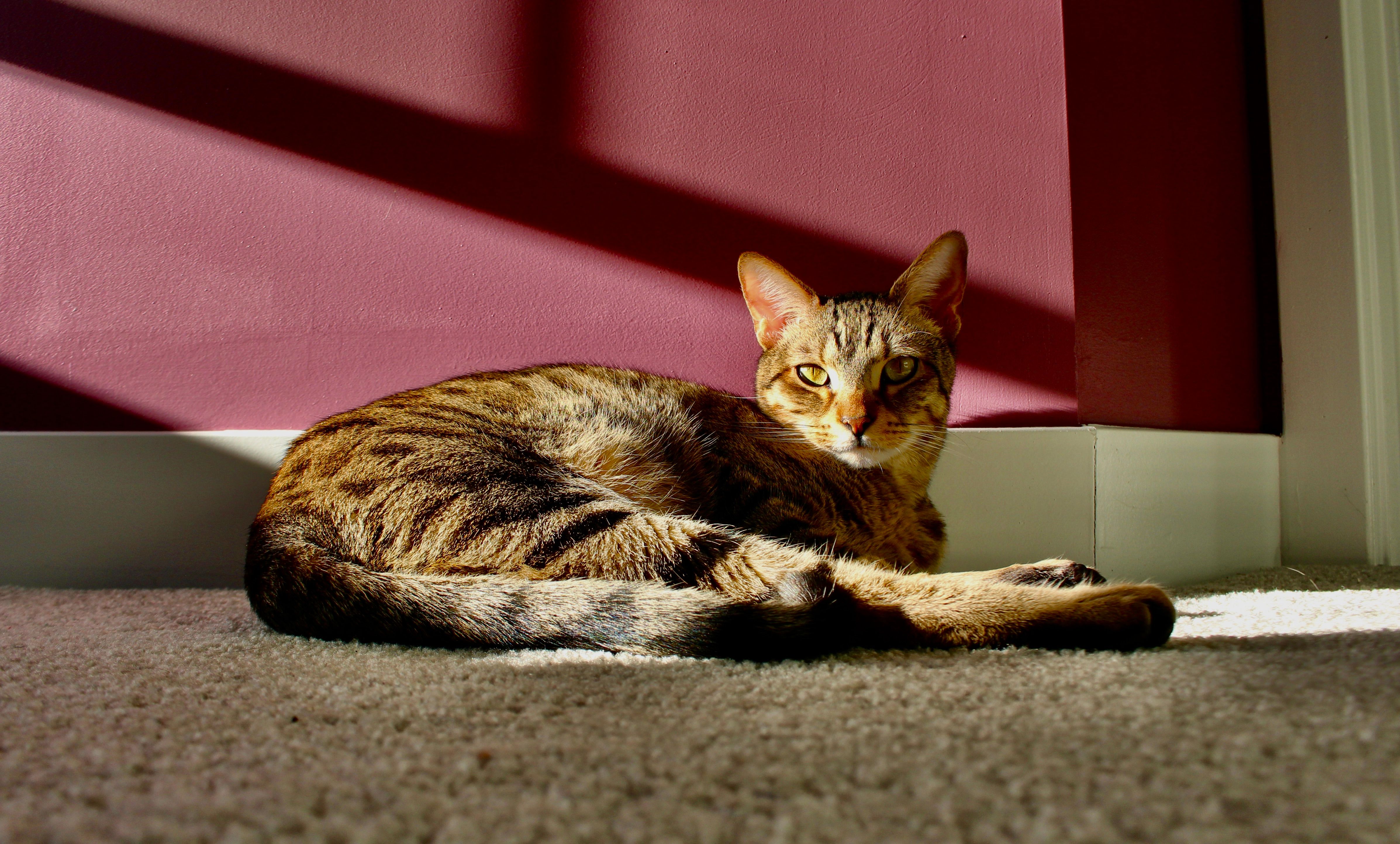 Tabby Cat Lying on the Floor · Free Stock Photo