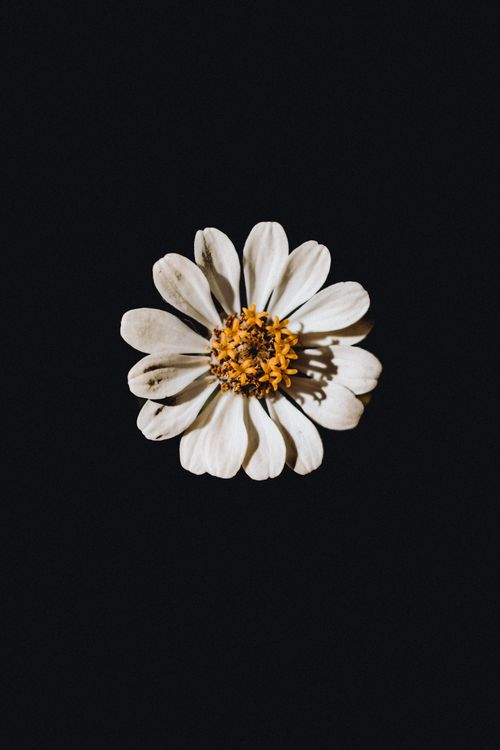 Free Close-up of a daisy flower on a black background with copy space. Stock Photo