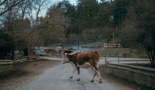 Photos gratuites de bétail, bulgarie, chemin de terre