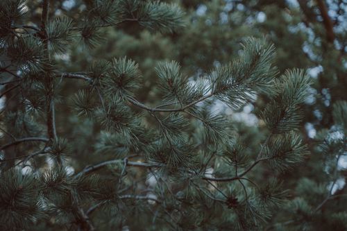 Free Detailed image of pine tree branches showcasing needle-like leaves in a serene forest setting. Stock Photo