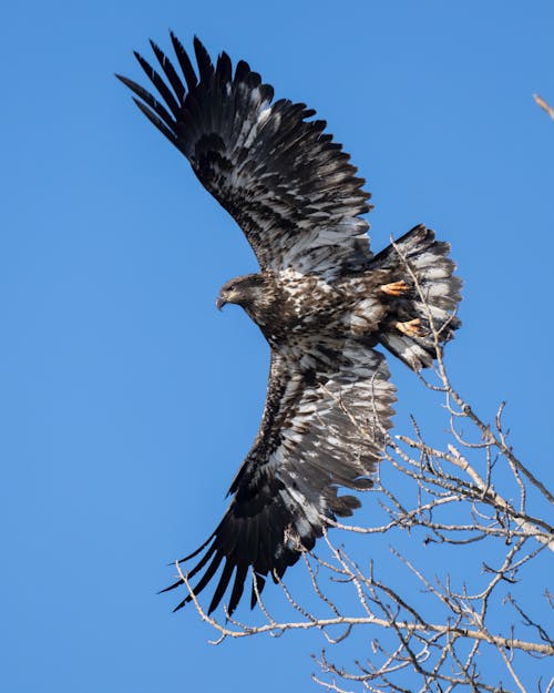 Gratis lagerfoto af dyreliv, falk, flyve