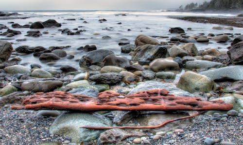 Drift Wood Na Rack Near The Shore