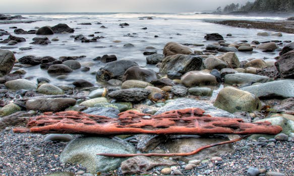 Vibrant driftwood and rocks on a foggy beach in Port Renfrew, BC, Canada.