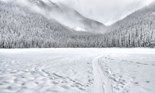 免费 冰雪覆盖的森林领域 素材图片