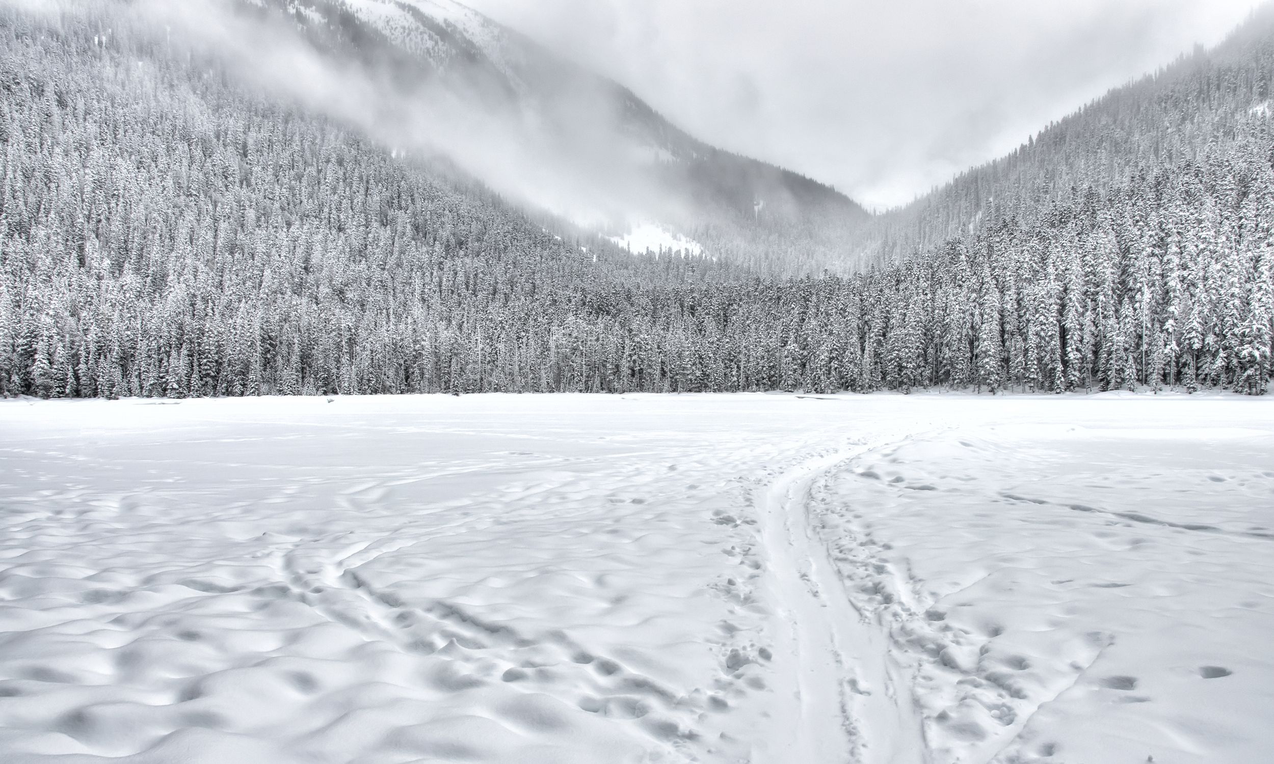 Snow-covered Forest Field · Free Stock Photo