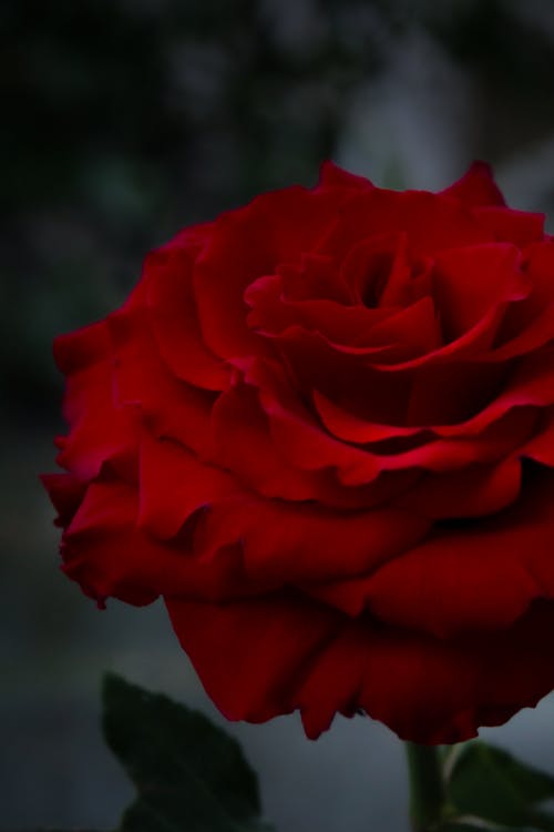 玫瑰, 玫瑰背景, 盛開的花朵 的 免費圖庫相片