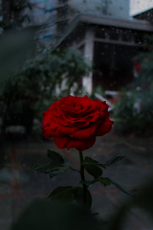 Gratis stockfoto met bloeiende bloem, bloem, rode bloem