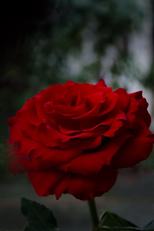 バラの背景, ローズ, 咲く花の無料の写真素材