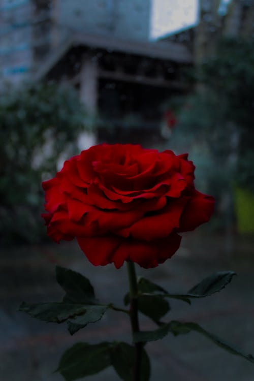 คลังภาพถ่ายฟรี ของ กุหลาบสีแดง, ดอกกุหลาบ, ดอกไม้