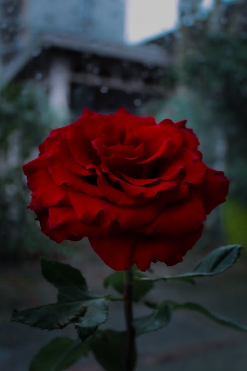 Fotos de stock gratuitas de flor, flor que se abre, flor roja