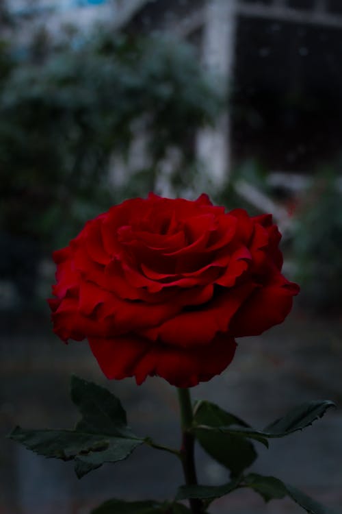 玫瑰, 玫瑰背景, 盛开的花朵 的 免费素材图片