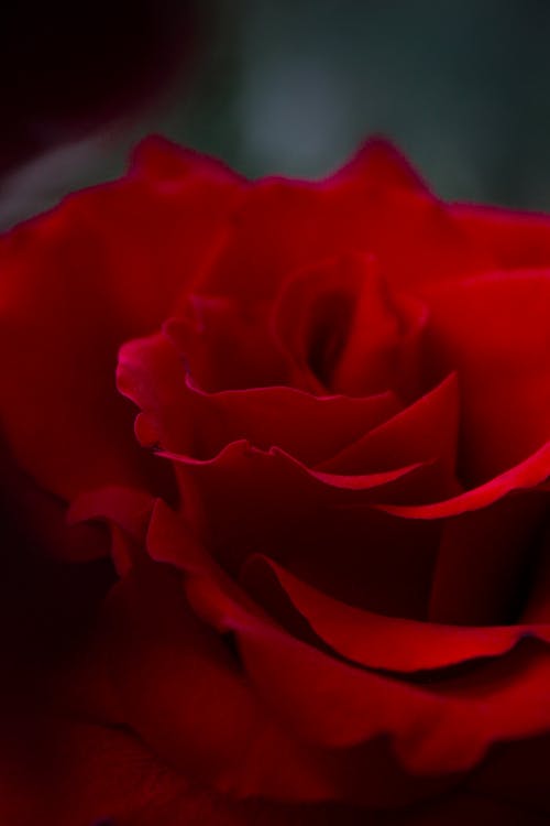 玫瑰, 玫瑰背景, 盛開的花朵 的 免費圖庫相片