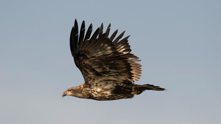 Close Up Of Flying Eagle