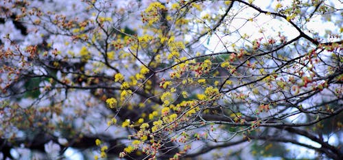 Yellow Petaled Tree Flowers