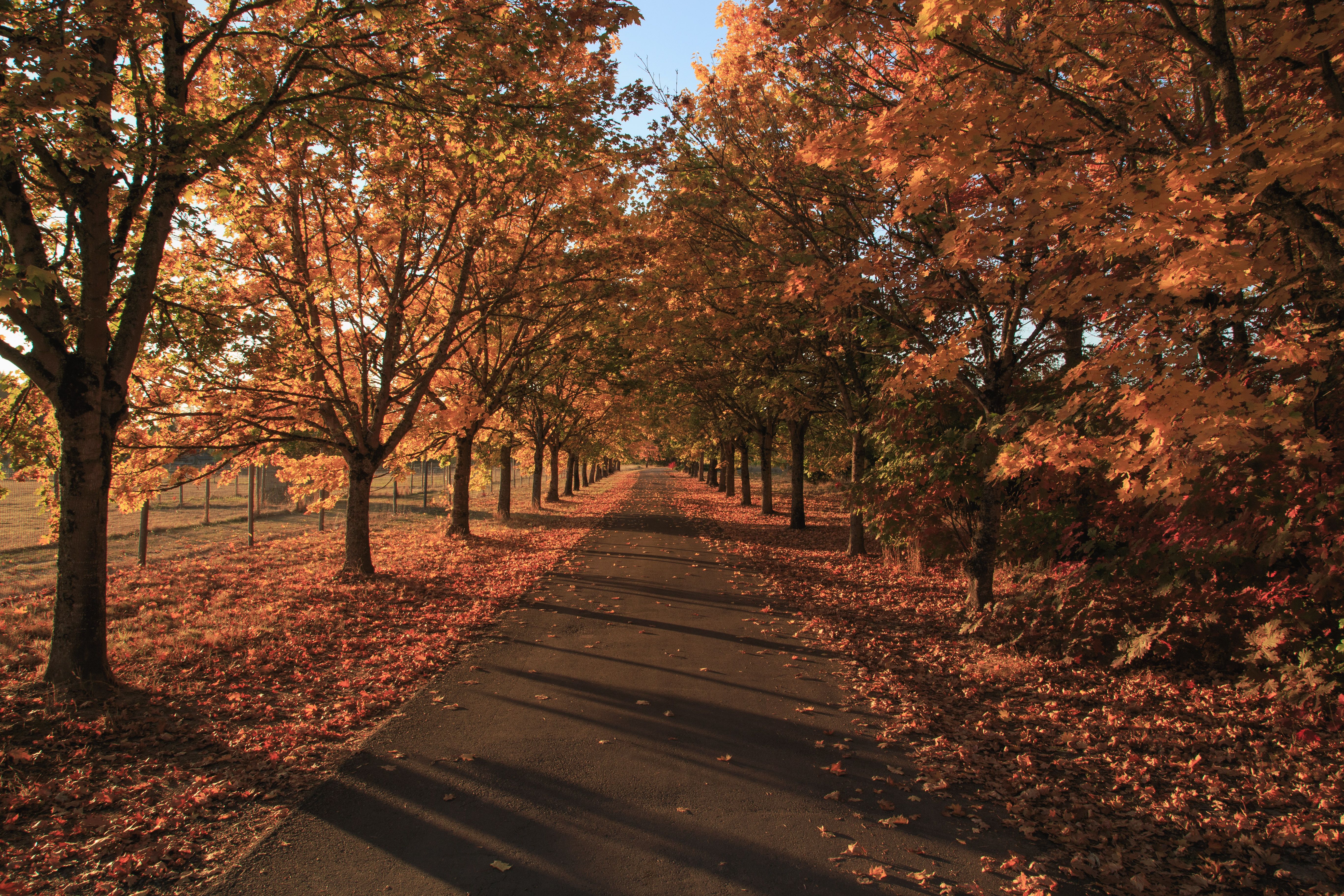 Autumn leaves over a park path with tennis courts in the background