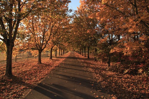 Безкоштовне стокове фото на тему «алея, дерева, осінь»