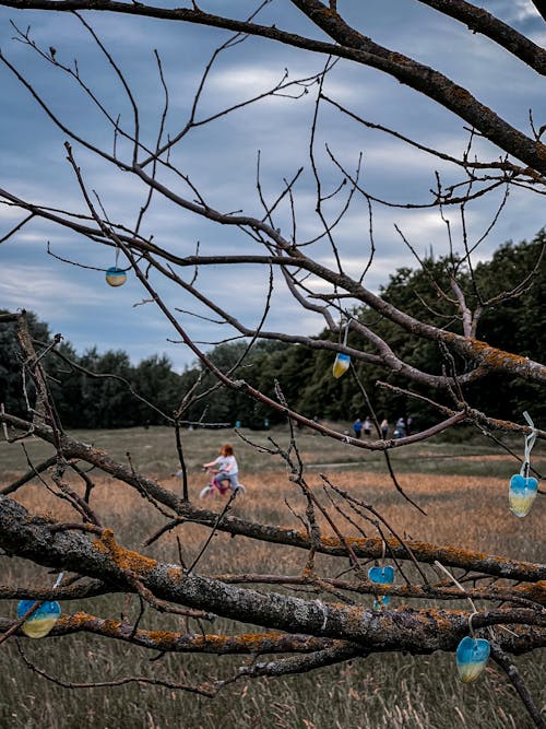 Základová fotografie zdarma na téma chladné počasí, Ukrajina, žádná válka