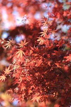 Beautiful red maple leaves basking in the warm autumn sunlight outdoors.
