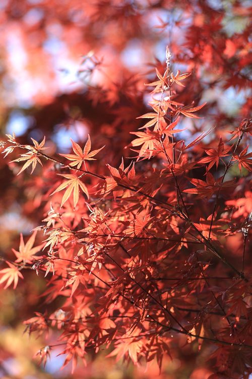 Free Beautiful red maple leaves basking in the warm autumn sunlight outdoors. Stock Photo