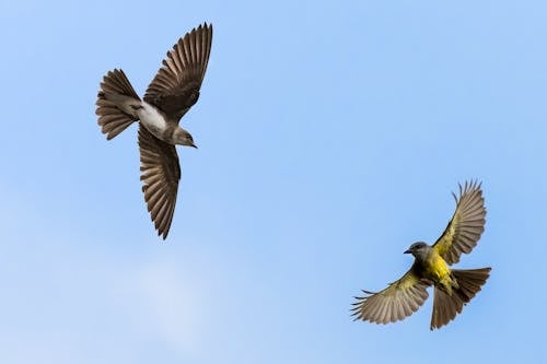 Бесплатное стоковое фото с Бурогорлый Мартин, крылья, летающий