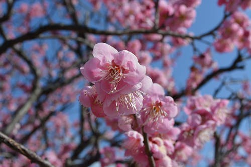 Close-up of Flowers on Cherry Blossom 