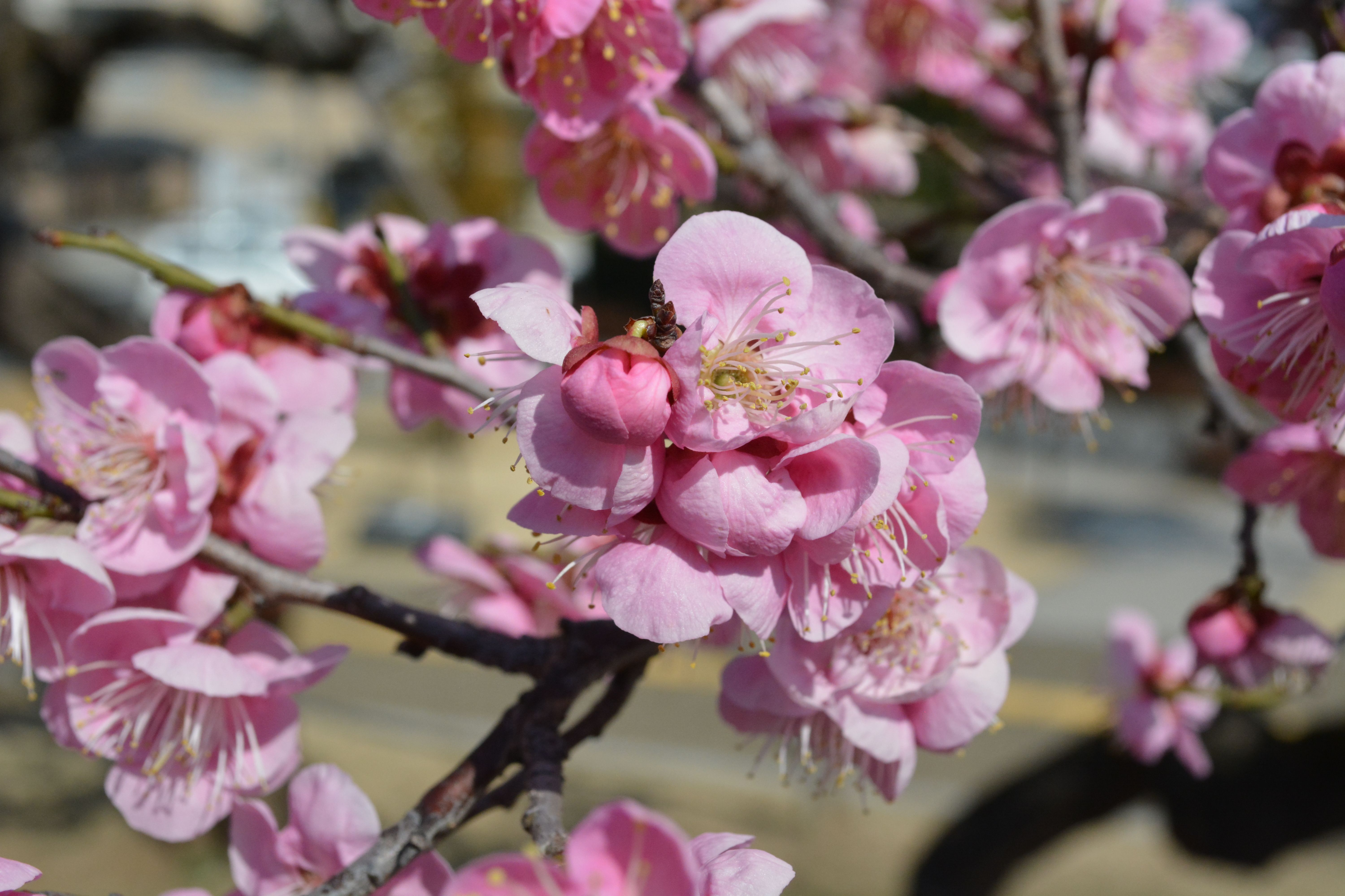 Close-up of Pink Cherry Blossom Flowers · Free Stock Photo