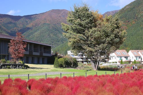 日文, 日本, 秋天的顏色 的 免費圖庫相片