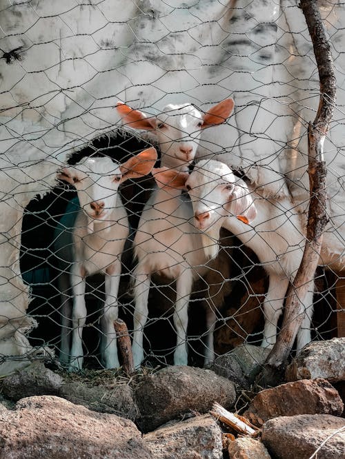 Photos gratuites de barrière, chèvres, exploitation agricole