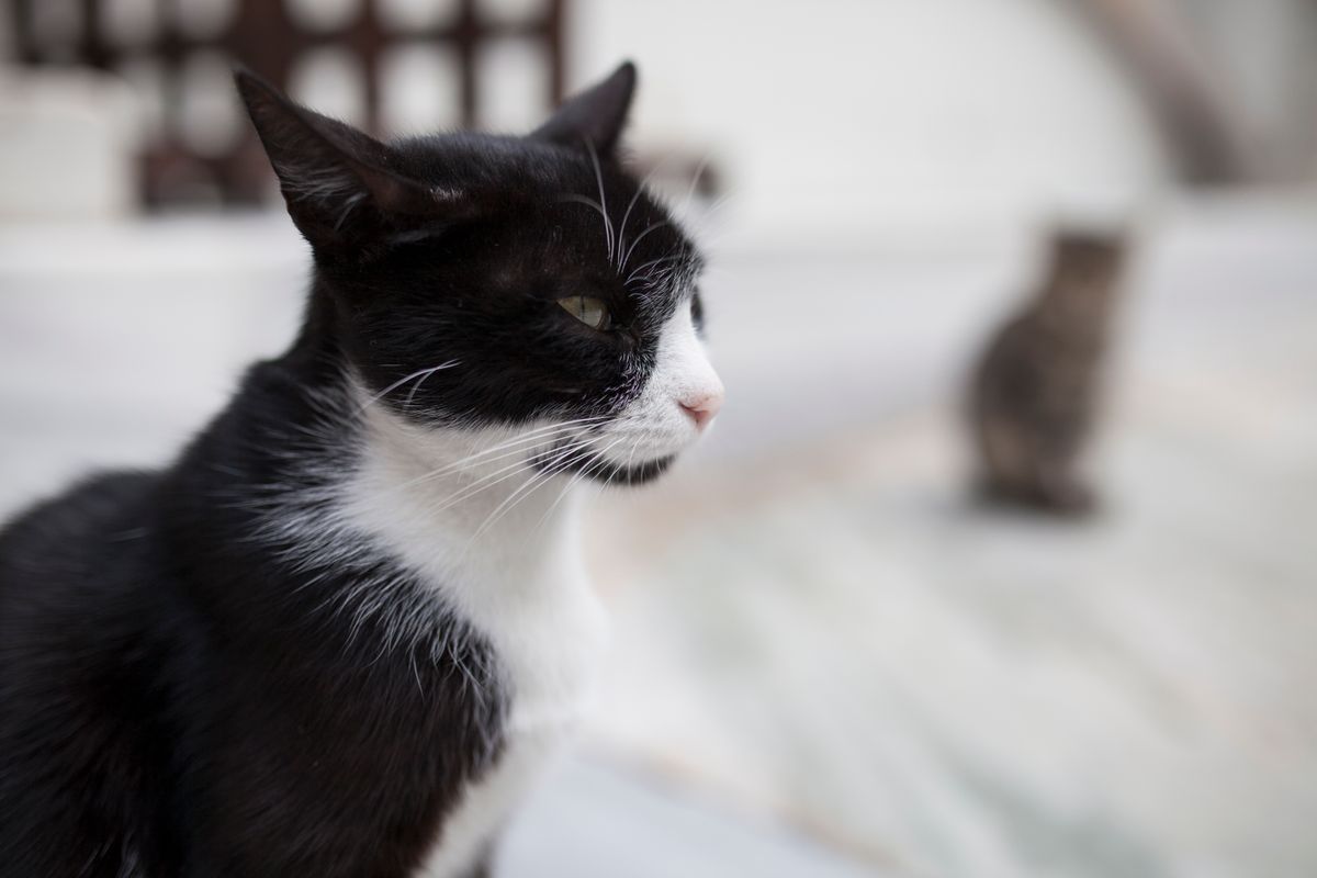 緬因貓 Maine Coon（風格參考圖）
