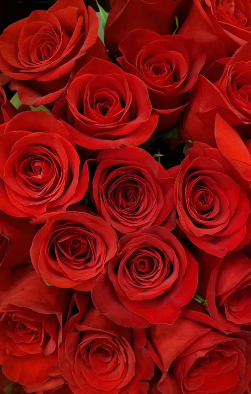 Free Close-up of vibrant red roses in full bloom, perfect for romantic and special occasions. Stock Photo