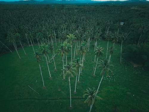 Foto d'estoc gratuïta de agricultura, bosc, boscos