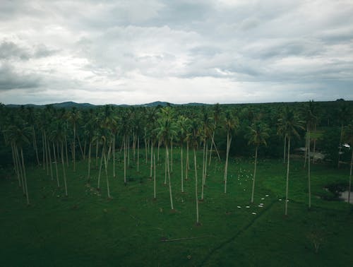 Darmowe zdjęcie z galerii z drzewa kokosowe, fotografia lotnicza, łąka