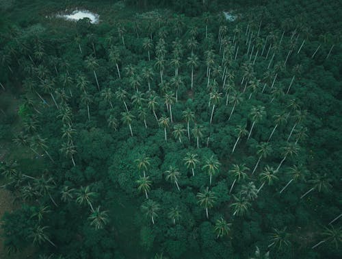 Бесплатное стоковое фото с Аэрофотосъемка, лес, пальмовые деревья