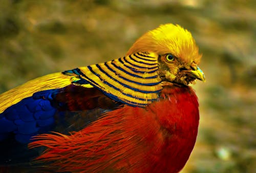 Free Male Golden Pheasant Stock Photo