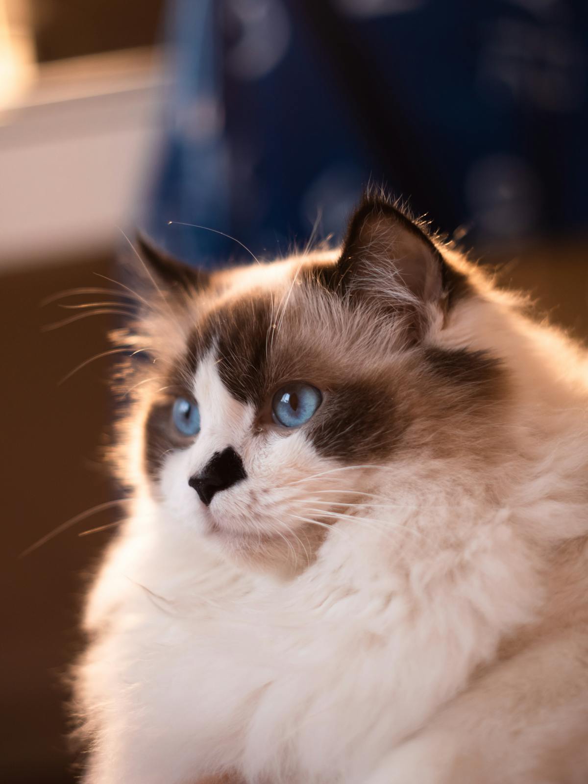 google show me a picture of a ragdoll cat