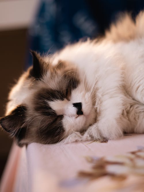 Close-up of a Sleeping Cat 