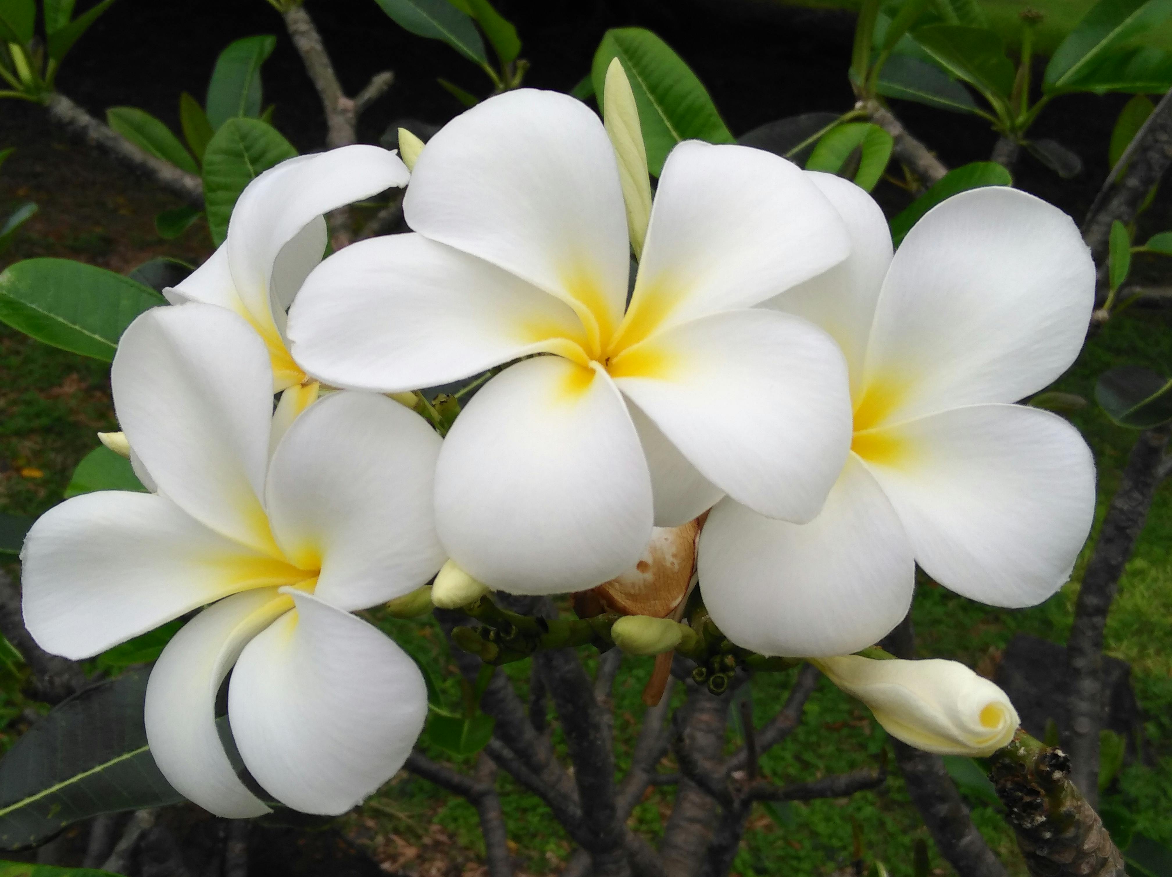 Free stock photo of #hawaii #flowers #summer #orchid