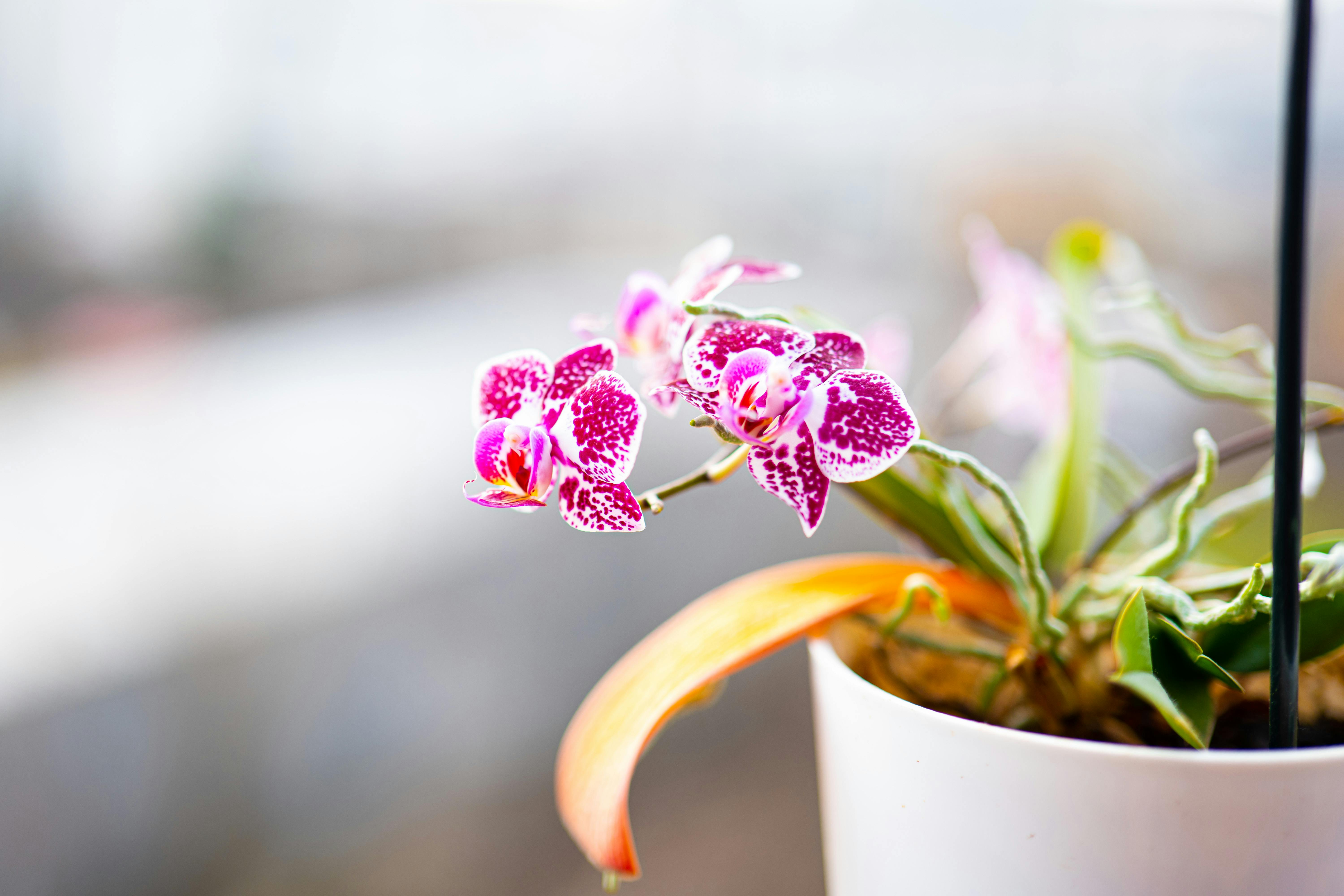 qual melhor vaso para orquideas​