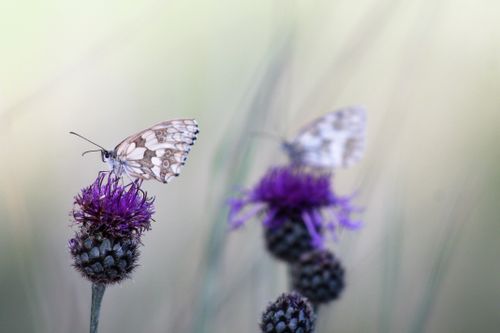 Free A marbled white butterfly delicately perched on vibrant purple thistle flowers, embodying nature's beauty. Stock Photo