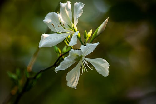 Close-up of White Flowers 