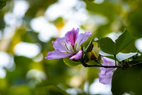Free A vibrant pink Bauhinia flower in full bloom amidst green leaves, captured outdoors. Stock Photo