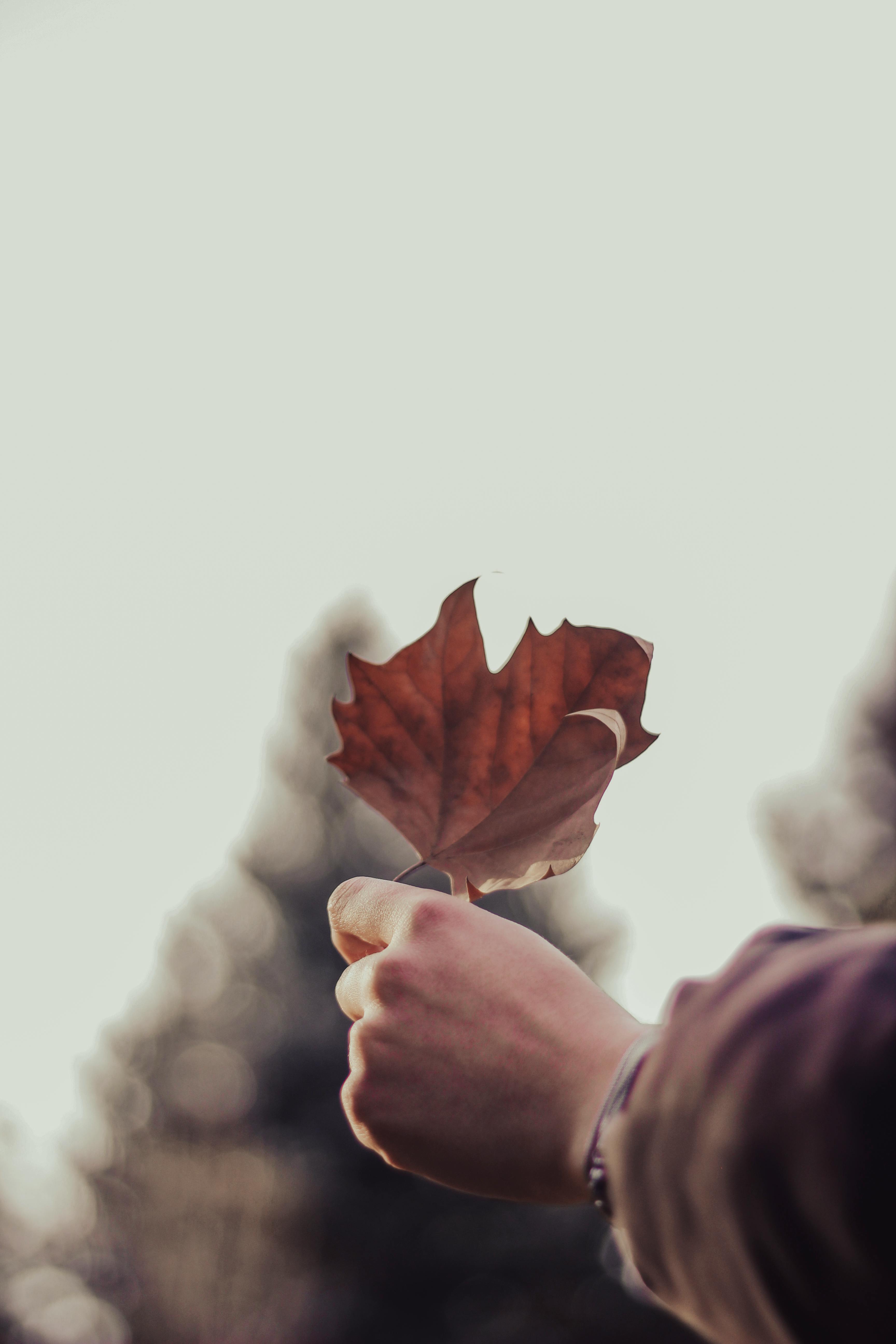 Person Lying on Hay and Holding a Branch · Free Stock Photo