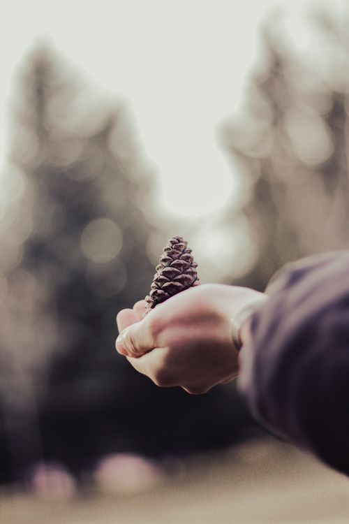 Free A hand holding a pine cone with a blurred forest background, showcasing nature's simplicity. Stock Photo