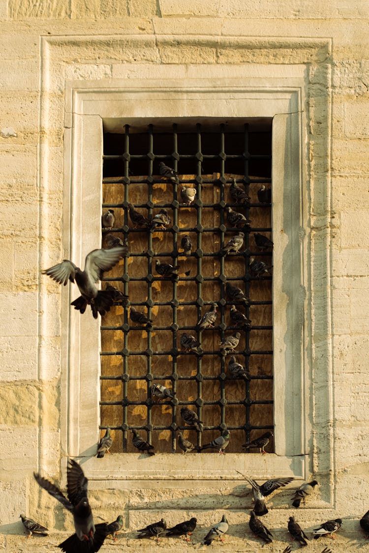 Pigeons On The Window Grating 